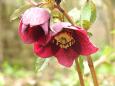 Helleborus orientalis Hybriden  bestellen